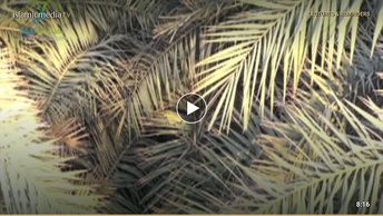 সদকাতুল ফিতর-এর বিধি-বিধান এবং তার আদবসমূহ